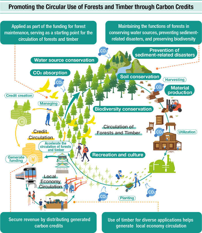 Promoting the Circular Use of Forests and Timber through Carbon Credits