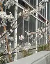 Spring/summer zone