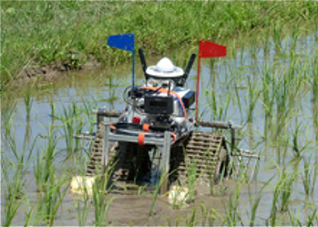 Paddy weeding robot equipped with image recognition AI