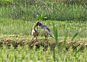 Crested ibis in Sado City
