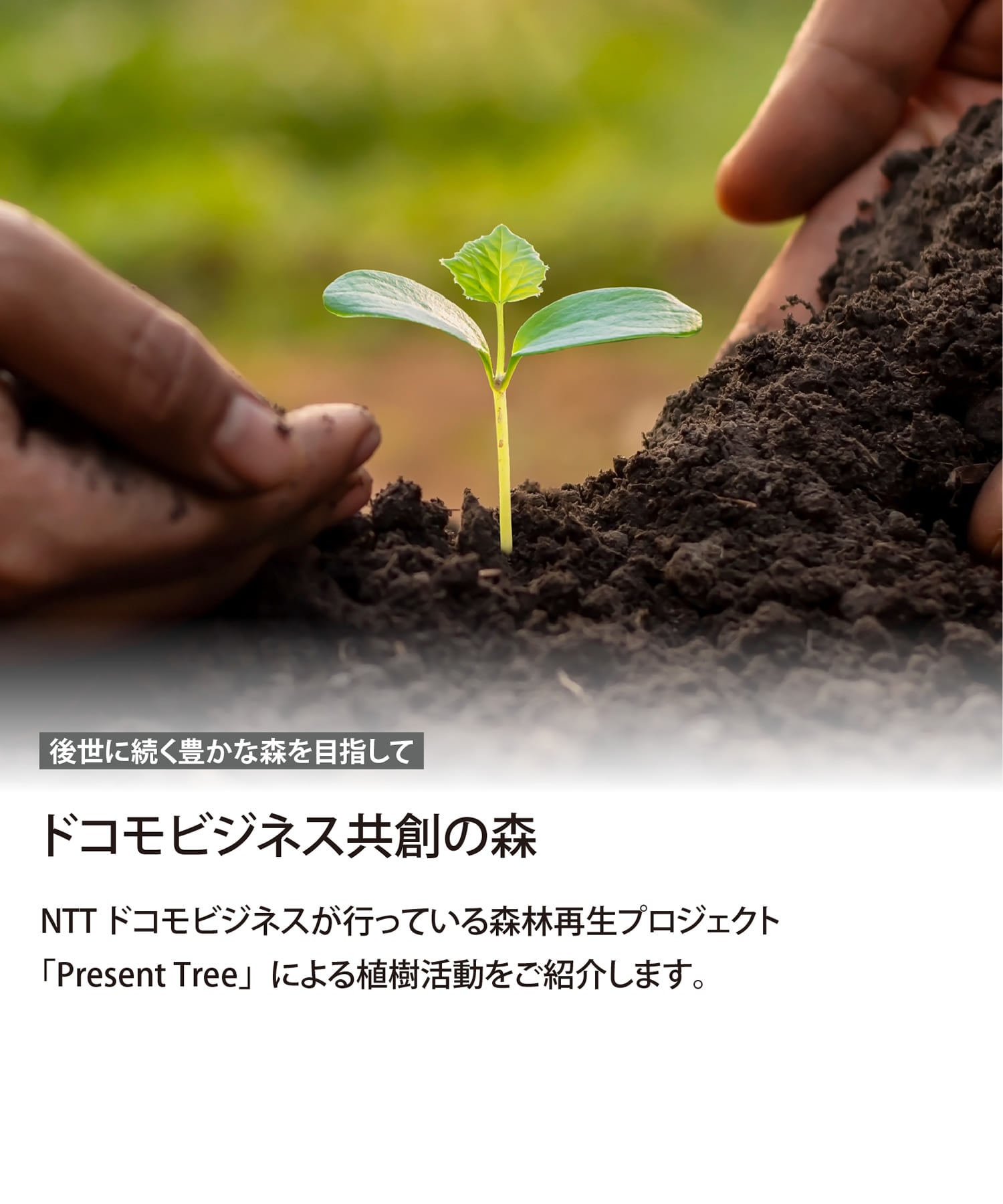 ドコモビジネス共創の森 NTTドコモビジネスが行っている森林再生プロジェクト「Present Tree」による植樹活動をご紹介します。