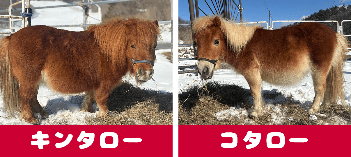 キンタロー コタロー