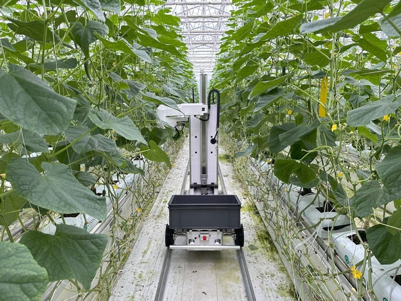 AGRISTが開発したキュウリを収穫するロボット