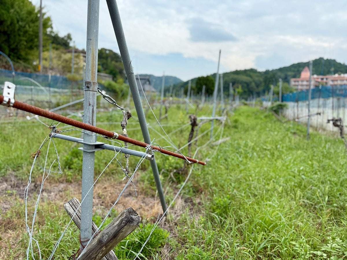 10年ほど前に高槻市でぶどう農園だった場所は耕作放棄地となっていた(写真提供:ノウタス)