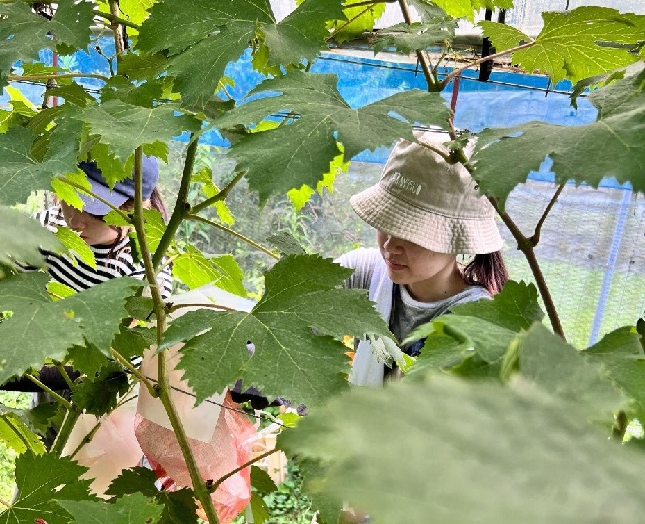 関西大学の学生もノウタス高槻農園の農作業に参加(写真提供:ノウタス)