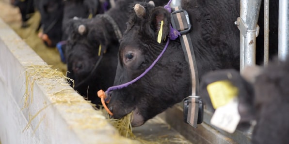 人工知能が牛の活動データを分析し、発情兆候を検知