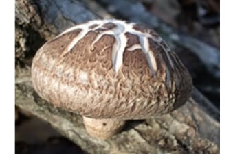 菌興椎茸協同組合