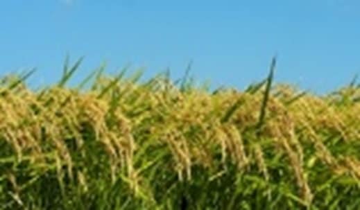 稲作のイメージ